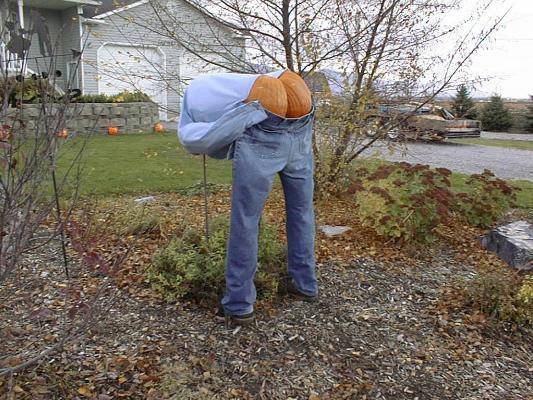 Pumpkin Crack - halloween pictures halloween humor halloween jokes halloween cartoons