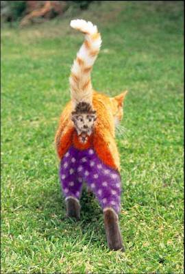 Halloween Cat - halloween pictures halloween humor halloween jokes halloween cartoons